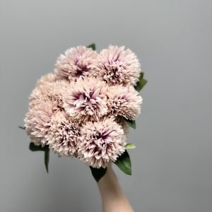 Violeti rozā krizantēmas