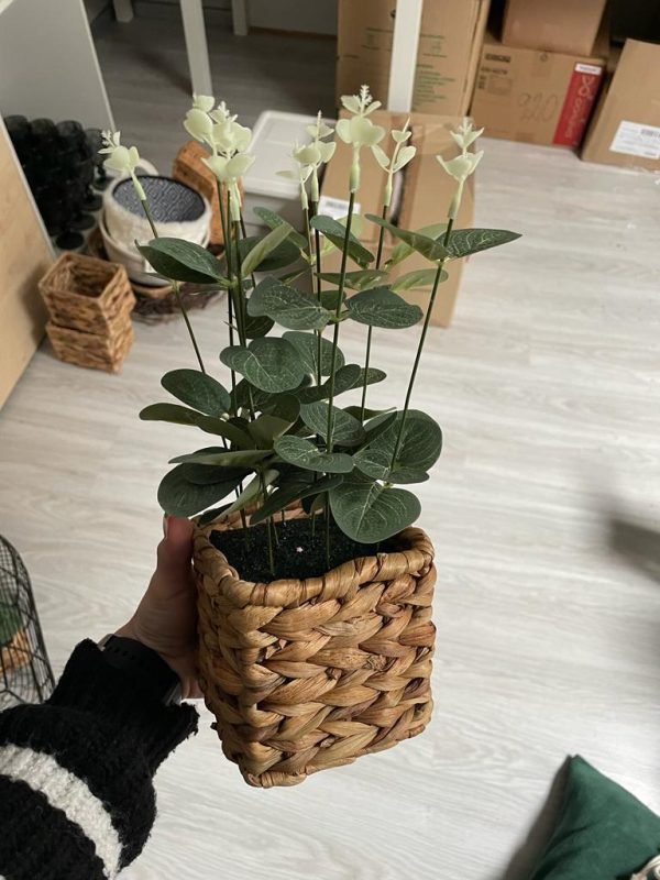 Dekoratīvie augi